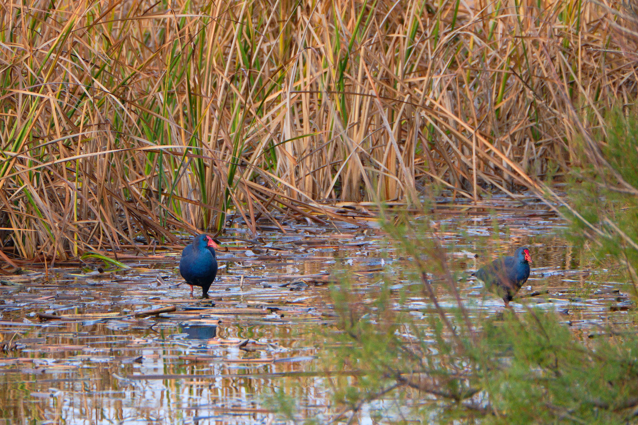 Parque Nacional de Donaña - Andalucia - Spanien